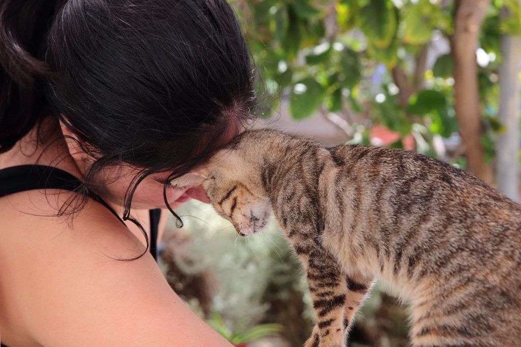 Volunteer socialising kittens