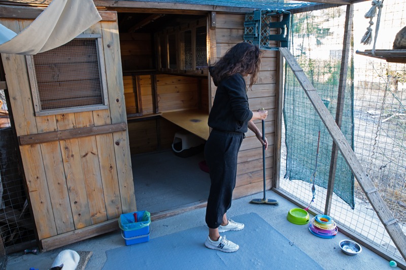 Volunteer cleaning cat housing