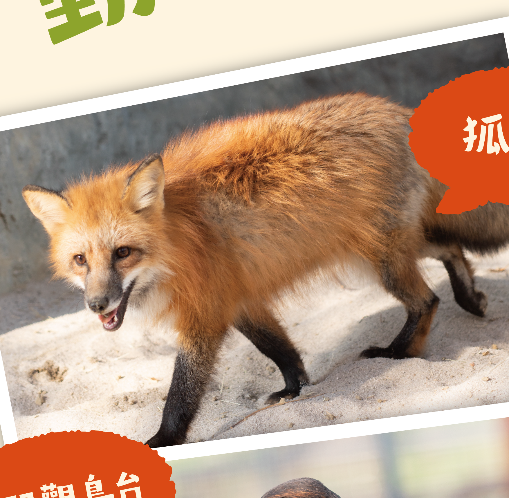 狐狸谷小學堂