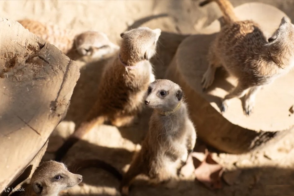 獨家沙丘部落動物互動體驗